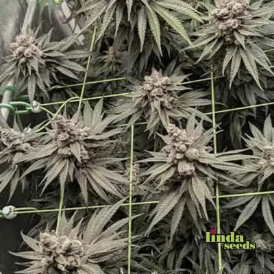 Permanent Marker graines > Linda Seeds | NOS RECOMMANDATIONS DE GRAINES DE CANNABIS  |  Graines de Cannabis à prix bas