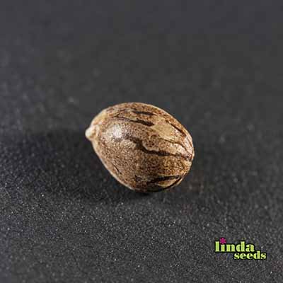 Permanent Marker Samen > Linda Seeds | Hanfsamen Empfehlungen  |  Günstige Hanfsamen