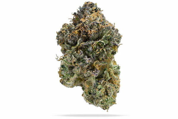 Permanent Marker Samen > Royal Queen Seeds | Feminisierte Hanfsamen  |  Indica