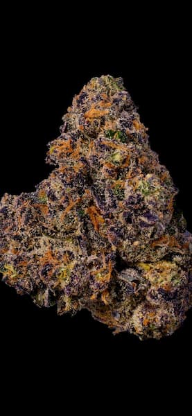 Permanent Marker semilla > Sacred Terps | Semillas feminizadas  |  Índica