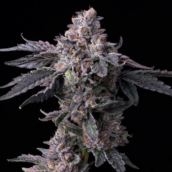 Permanent Marker x Triple Scoop Seed > Cookies Seedbank | Feminized Cannabis   |  Hybrid