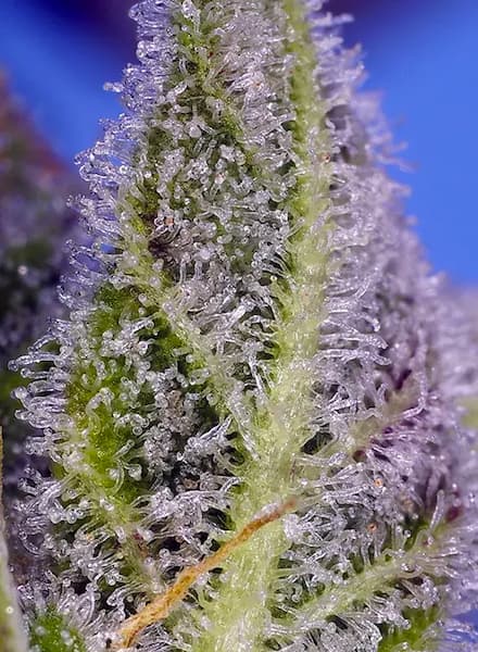 Permanent Marker XL Auto Seed > Sweet Seeds | Autoflowering Cannabis   |  Indica