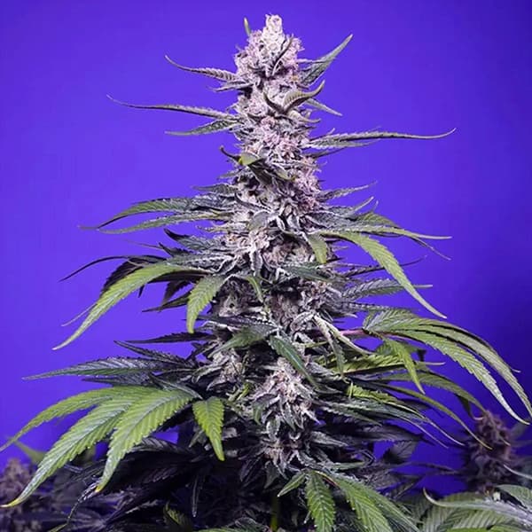 Permanent Marker XL Auto Seed > Sweet Seeds | Autoflowering Cannabis   |  Indica