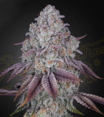 Persian Pie > Green House Seed Company | Feminized Marijuana   |  hybrid