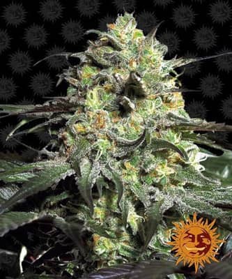 Peyote Cookies > Barney\'s Farm | Graines Féminisées  |  Indica