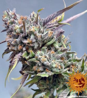 Peyote Cookies > Barney\'s Farm | Graines Féminisées  |  Indica