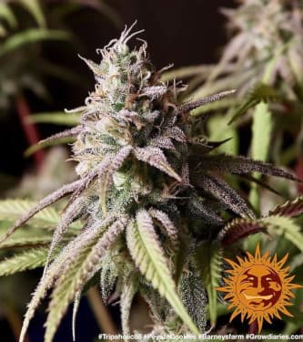 Peyote Cookies > Barney\'s Farm | Feminisierte Hanfsamen  |  Indica