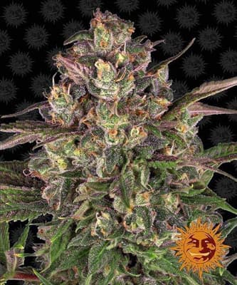 Peyote Critical > Barneys Farm | Feminisierte Hanfsamen  |  Indica