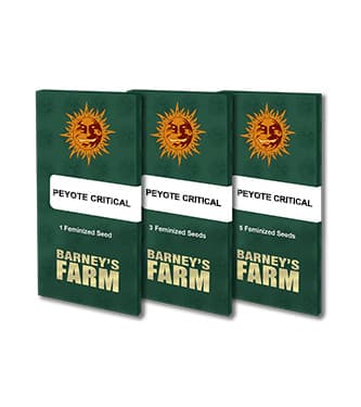 Peyote Critical > Barneys Farm | Semillas feminizadas  |  Índica