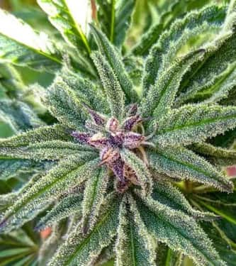 Peyote Critical > Barneys Farm | Feminisierte Hanfsamen  |  Indica