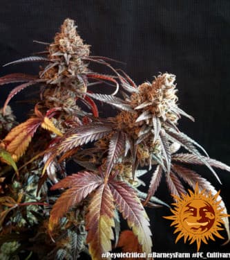 Peyote Critical > Barneys Farm | Graines Féminisées  |  Indica