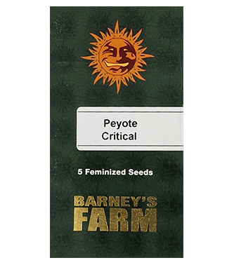 Peyote Critical > Barneys Farm | Feminized Marijuana   |  Indica