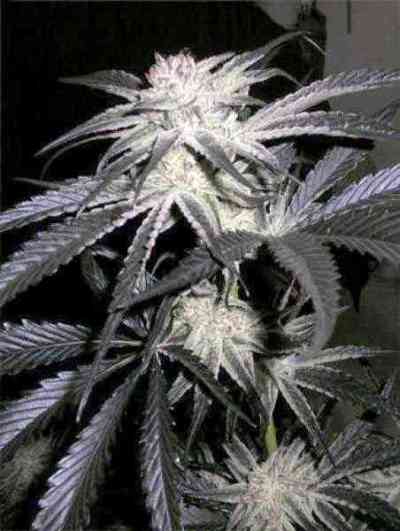 Peyote Purple > Cannabiogen | Graines Normal  |  Indica