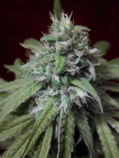 Peyote Purple > Cannabiogen | Graines Normal  |  Indica