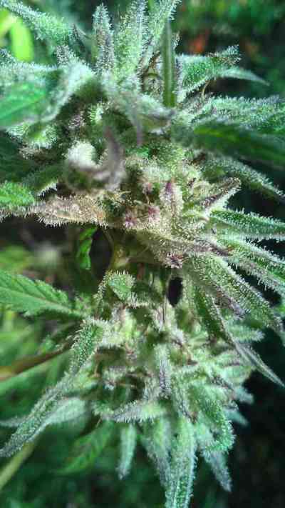 Peyote Purple > Cannabiogen | Graines Normal  |  Indica