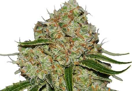 Phantom OG > Barney\'s Farm | Semillas feminizadas  |  Sativa