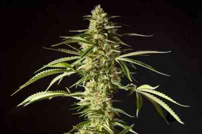 Philo Mix > Philosopher Seeds | Feminized Marijuana   |  hybrid