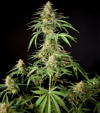 Philo Skunk > Philosopher Seeds | Feminisierte Hanfsamen  |  Indica