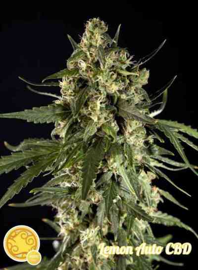 Lemon Auto CBD > Philosopher Seeds | Autoflowering Hanfsamen  |  Hybrid