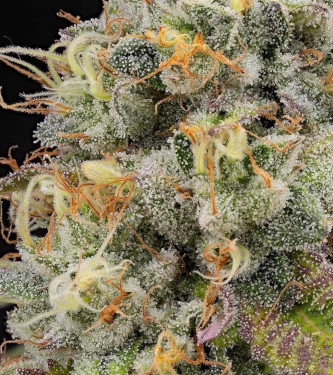 Piñata > Grounded Genetics | Feminisierte Hanfsamen  |  Hybrid