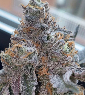 Piñata > Grounded Genetics | Feminisierte Hanfsamen  |  Hybrid