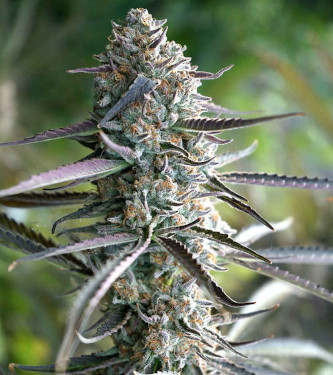 Pineapple Chem Auto > Humboldt Seed Organisation | Autoflowering Cannabis   |  Indica