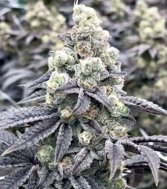 Pineapple Chem Auto > Humboldt Seed Organisation | Graines Autofloraison  |  Indica