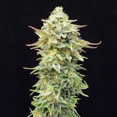 Pineapple Dream Edition > Kannabia Seeds | Semillas feminizadas  |  Sativa