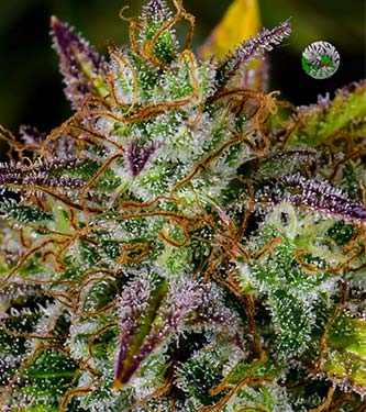 Pineapple Express > Fast Buds Company | Autoflowering Cannabis   |  Hybrid