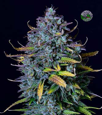 Pineapple Express > Fast Buds Company | Autoflowering Cannabis   |  Hybrid