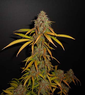 Pineapple Express > Fast Buds Company | Autoflowering Hanfsamen  |  Hybrid