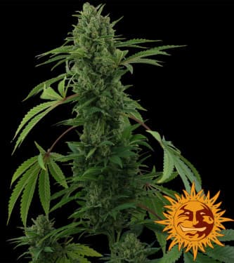 Pineapple Express (Auto) > Barney`s Farm