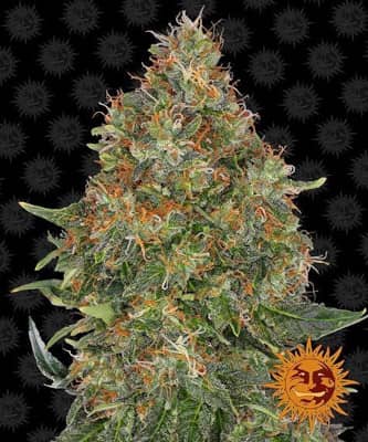 Pineapple Express (Auto) > Barney`s Farm | Autoflowering Cannabis   |  Indica