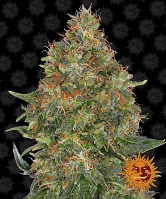 Pineapple Express (Auto) > Barney`s Farm | Autoflowering Hanfsamen  |  Indica