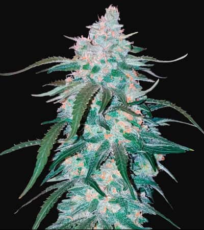 Pineapple Express > Fast Buds Company | Autoflowering Hanfsamen  |  Hybrid