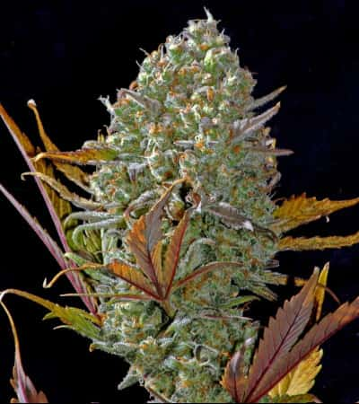 Pineapple Express > Fast Buds Company | Autoflowering Hanfsamen  |  Hybrid