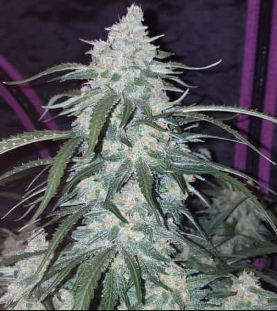 Pineapple Express > Fast Buds Company | Semillas autoflorecientes  |  Híbrido