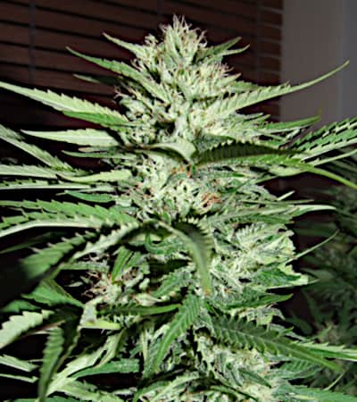 Pineapple Express > G13 Labs | Feminisierte Hanfsamen  |  Hybrid