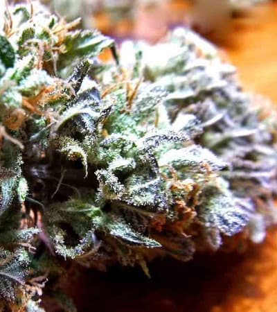 Pineapple Express Strain | G13 Labs ▷ THC 15-20%