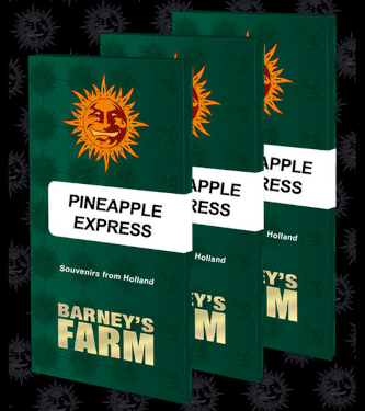 Pineapple Express > Barneys Farm | Feminisierte Hanfsamen  |  Hybrid