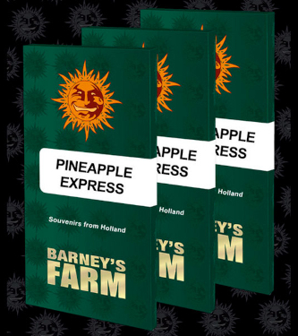 Pineapple Express > Barneys Farm | Graines Féminisées  |  Hybride