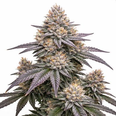 Pineapple Fruz 5