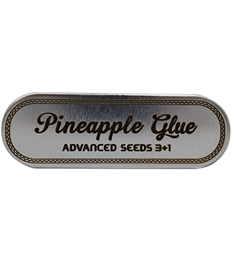 Pineapple Glue > Advanced Seeds | Semillas feminizadas  |  Híbrido