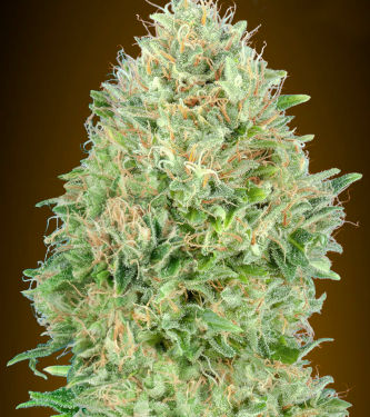 Pineapple Glue > Advanced Seeds | Feminisierte Hanfsamen  |  Hybrid