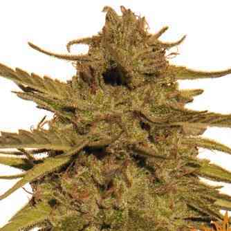 Pineapple Haze Samen > Barneys Farm | Reguläre Hanfsamen  |  Sativa