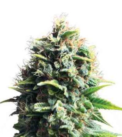 Pineapple Kush > Royal Queen Seeds | Feminized Marijuana   |  Indica