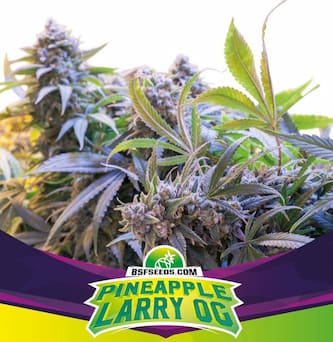 Pineapple Larry OG Seed > BSF Seeds | Feminized Marijuana   |  Sativa