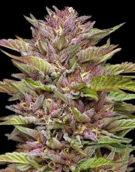 Pineapple Muffin > Humboldt Seed Company | Feminized Cannabis   |  Indica