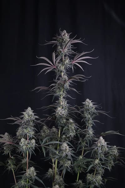 Pineapple OG Auto Samen > Fast Buds Company | Autoflowering Hanfsamen  |  Sativa