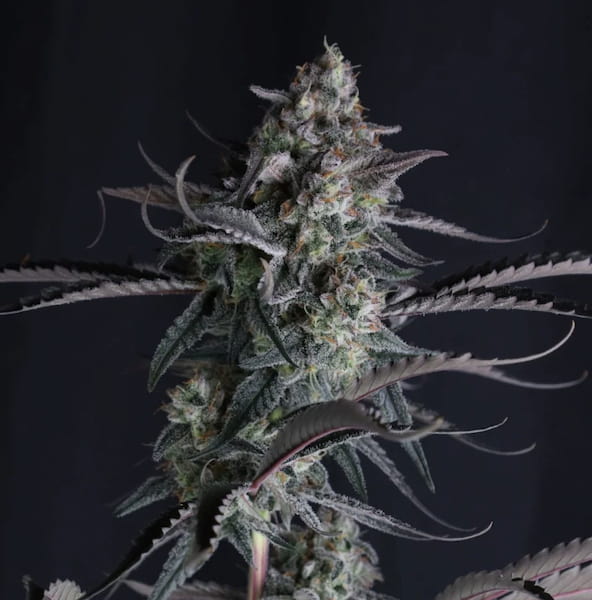Pineapple OG Auto Samen > Fast Buds Company | Autoflowering Hanfsamen  |  Sativa
